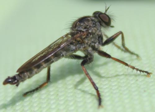 Réf. 315 887 : Tolmerus atricapillus